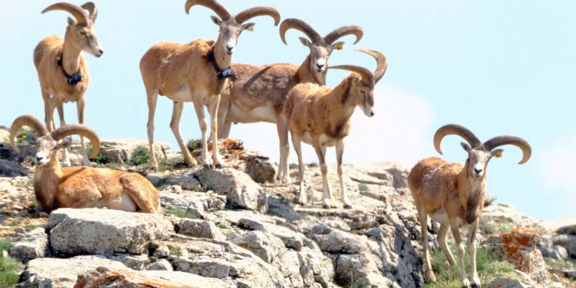 Anadolu yaban koyununu avlama bedeli 675 bin TL