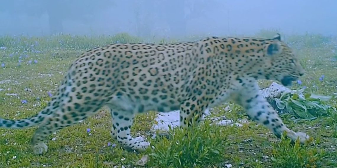 Anadolu’nun gizemli efsanesi Anadolu Parsı fotokapanla görüntülendi