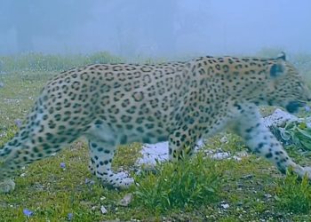 Anadolu’nun gizemli efsanesi Anadolu Parsı fotokapanla görüntülendi