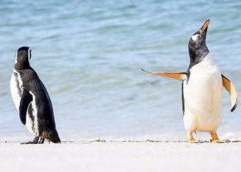 Antarktika’daki buz kırılmasında binlerce penguen öldü