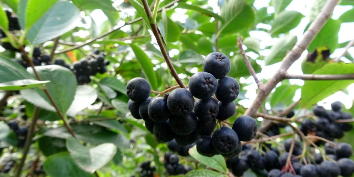 Aronya meyvesi nedir, nasıl yenir? (Aronya hangi hastalıklara uygun gelir, yararları neler?)