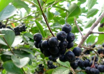 Aronya meyvesi nedir, nasıl yenir?  (Aronya hangi hastalıklara uygun gelir, yararları neler?)