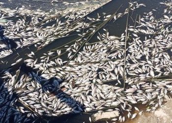 Aydın Valiliği’nden balık vefatlarıyla ilgili açıklama