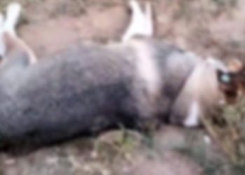 Aydın’da köpek vefatlarına inceleme