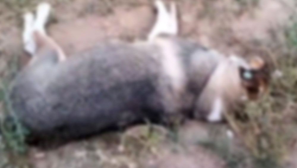 Aydın’da köpek vefatlarına inceleme