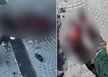 Bakırköy’de pitbull dehşeti: Köpeğin sahipleri yakalandı