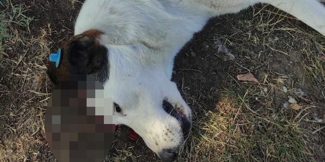 “Benek” ağacın altında yatarken tabancayla öldürüldü