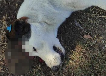 “Benek” ağacın altında yatarken tabancayla öldürüldü