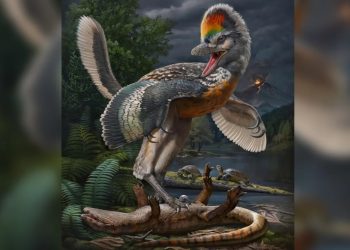 Bilim insanlarını şaşırtan keşif: Kuş benzeri dinozor