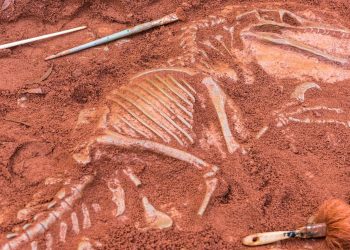 Bilim insanlarını şaşırtan keşif: Kuş gibisi dinozor bulundu