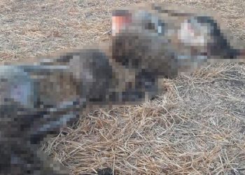 Çanakkale’de ahırda yangın: 90 küçükbaş hayvan telef oldu