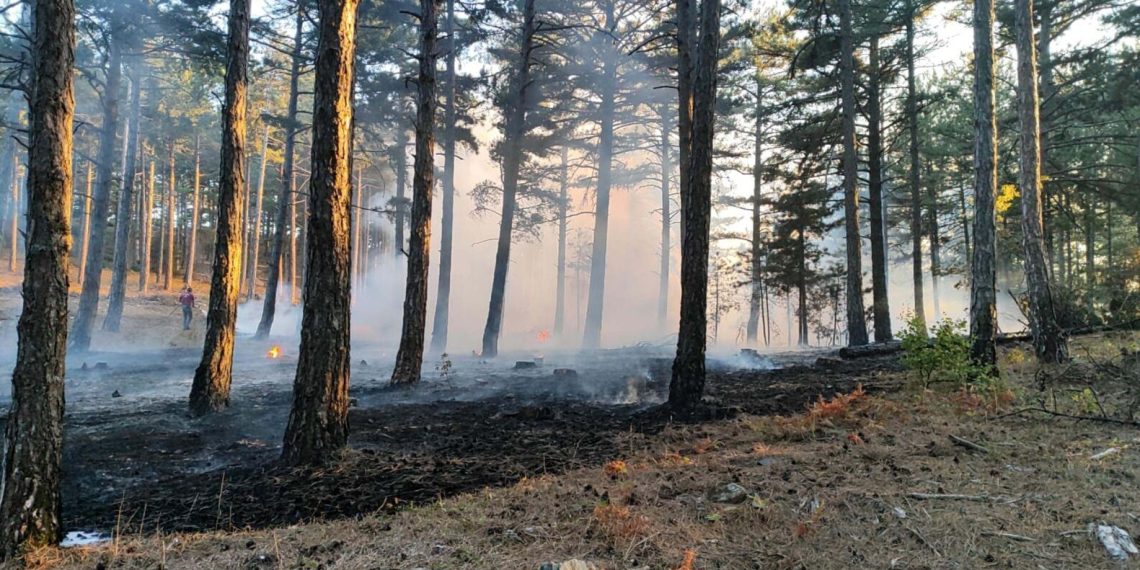 Çanakkale’de orman yangını