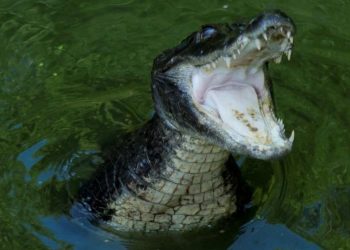 Çin’de sellerde çiftlikten kaçan 70’ten fazla timsah aranıyor