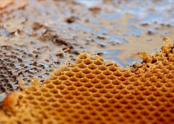 Çok sıcak bal üretimini yüzde 60 düşürdü