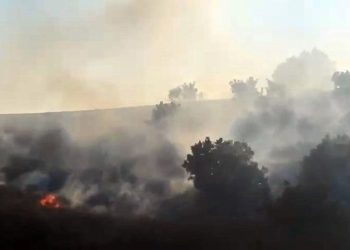 Diyarbakır ve Bingöl’de orman yangını