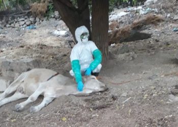 Diyarbakır’da çiftlikte kuduz alarmı: Bölge karantinaya alındı