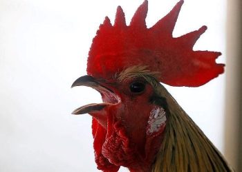 Düğünde horoza zorla içki içiren 5 şahsa para cezası