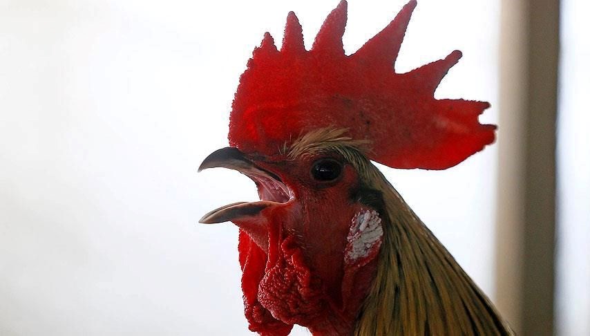 Düğünde horoza zorla içki içiren 5 şahsa para cezası