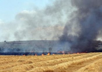 Edirne’de orman yangını çıktı