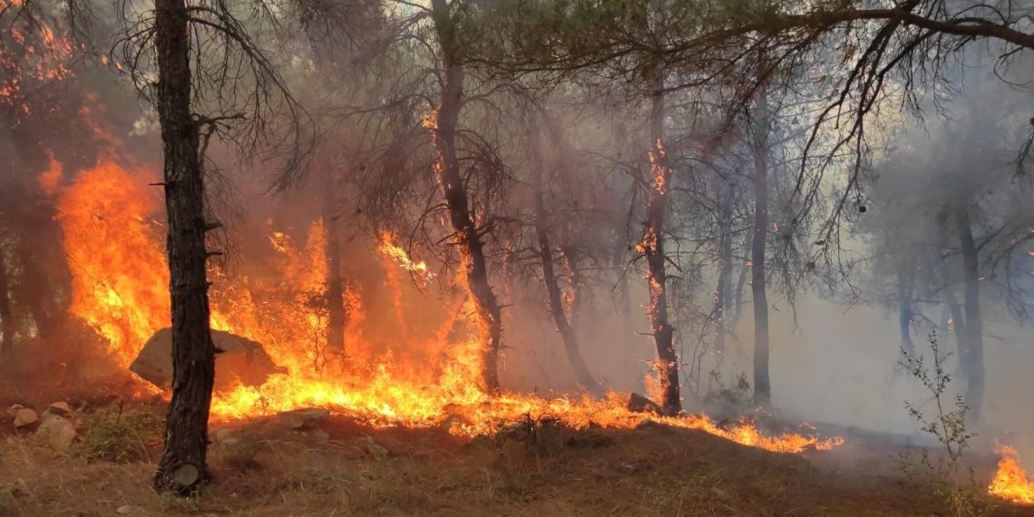 Edirne’de ormanlık alanda çıkan yangın söndürüldü
