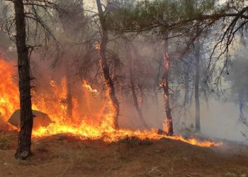 Edirne’de ormanlık alanda çıkan yangın söndürüldü