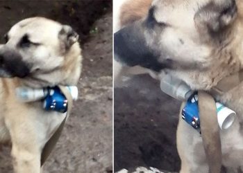 Ermeni güçlerden bomba taşıyan köpekle aksiyon teşebbüsü