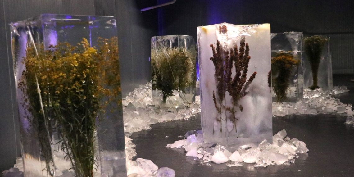 Erzurum’daki Cet Buz Müzesi’nde  buz içindeki bitkilerle global ısınma anlatılıyor