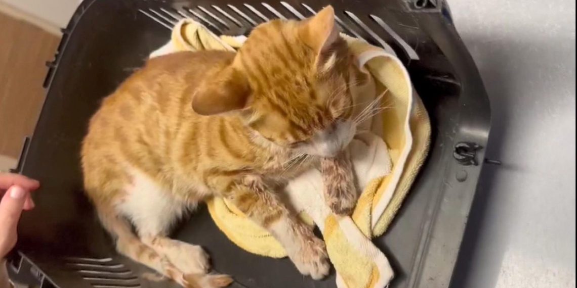 Esenyurt’ta vahşet: Kedinin çenesini kırıp lisanını kestiler