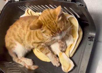 Esenyurt’ta vahşet: Kedinin çenesini kırıp lisanını kestiler