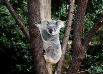 Fidanlıktaki “fide hırsızı”nın koala olduğu ortaya çıktı