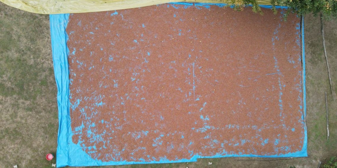 Fındık üreticilerinin harman mesaisi