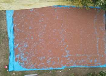 Fındık üreticilerinin harman mesaisi