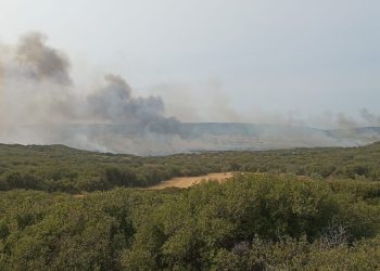 Gelibolu Yarımadası’ndaki yangında bir gözaltı