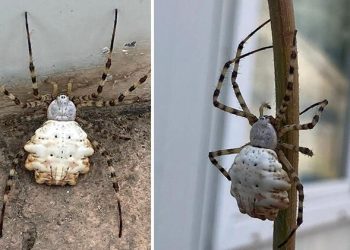 Gümüşhane’de zehirli örümcek tehlikesi
