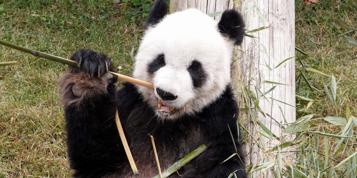 Hayvanat bahçesindeki pandalar “jetlag” yaşıyor olabilir