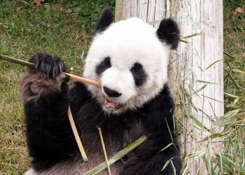 Hayvanat bahçesindeki pandalar “jetlag” yaşıyor olabilir