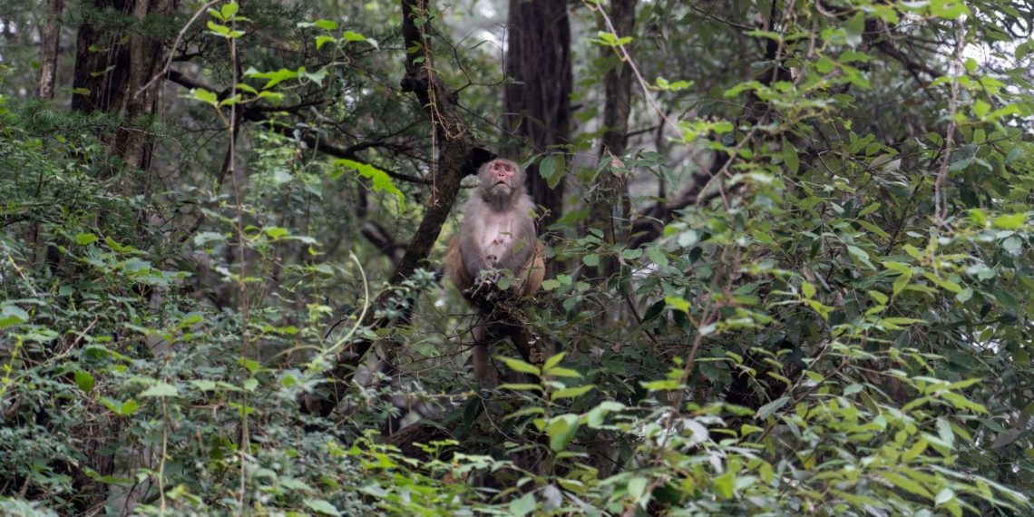 Hindistan’da bir maymun, 4 aylık bebeği çatıdan attı