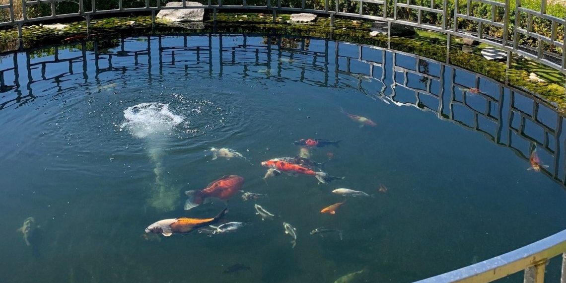 İngiltere’de bir su samuru 125 bin dolar bedelinde koi balıklarını yedi