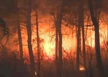 İstanbul Maltepe’deki orman yangını söndürüldü