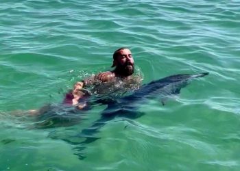 İstanbul’da yunus karaya vurdu