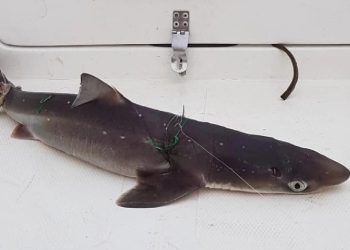 İstavrit tutmak istedi, köpek balığı yakaladı