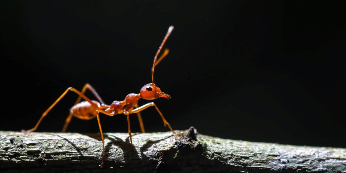 İstilacı karıncalar birinci defa Avrupa’da