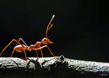 İstilacı karıncalar birinci defa Avrupa’da