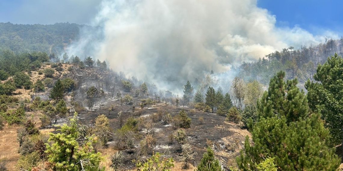 İzmir’de orman yangını çıktı