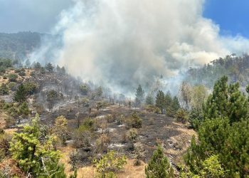 İzmir’de orman yangını çıktı