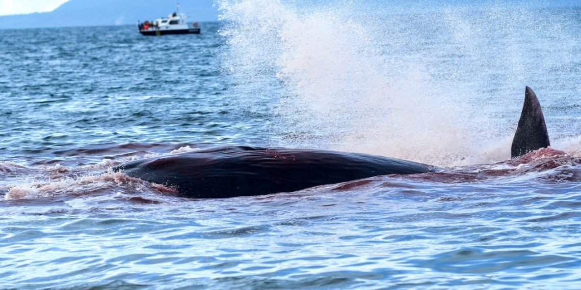 Japonya’da yunus avı dönemi başladı: 1800 canlı öldürülecek