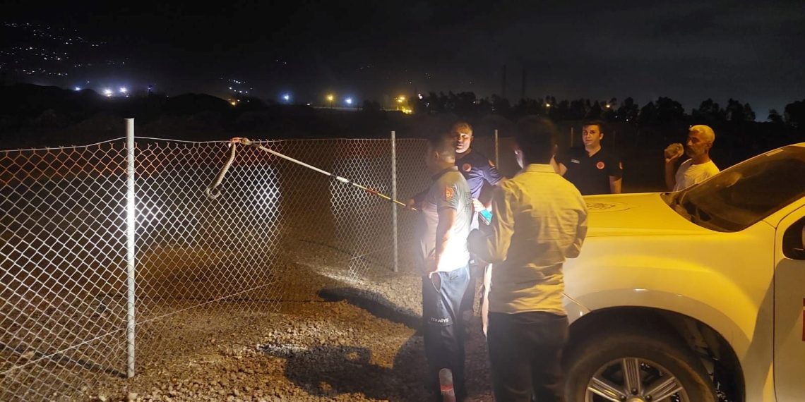 Jenerasyonu tehlike altında: Hatay’da boynuzlu engerek yılanı görüldü