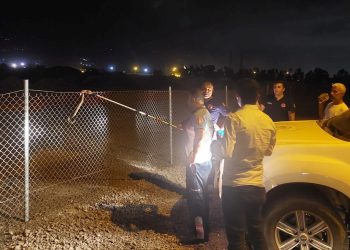 Jenerasyonu tehlike altında: Hatay’da boynuzlu engerek yılanı görüldü