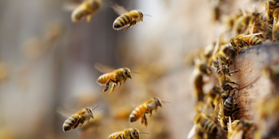 Kamyondan kovanlar düştü: 5 milyon arı etrafa dağıldı