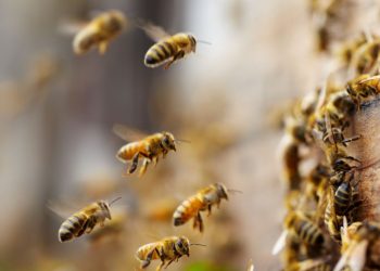 Kamyondan kovanlar düştü: 5 milyon arı etrafa dağıldı